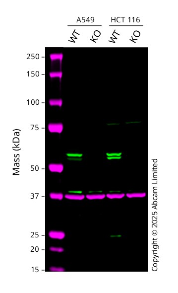 Western blot - Anti-Caspase-8 antibody [E7] - BSA and Azide free (AB232046)