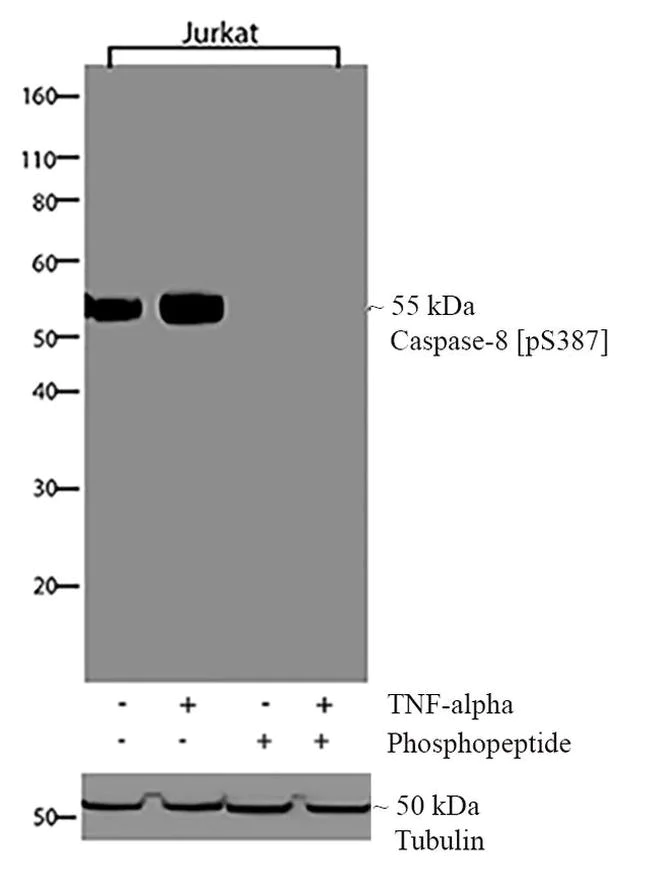 Western blot - Anti-Caspase 8 (phospho S387) antibody [RP23040092] (AB308013)