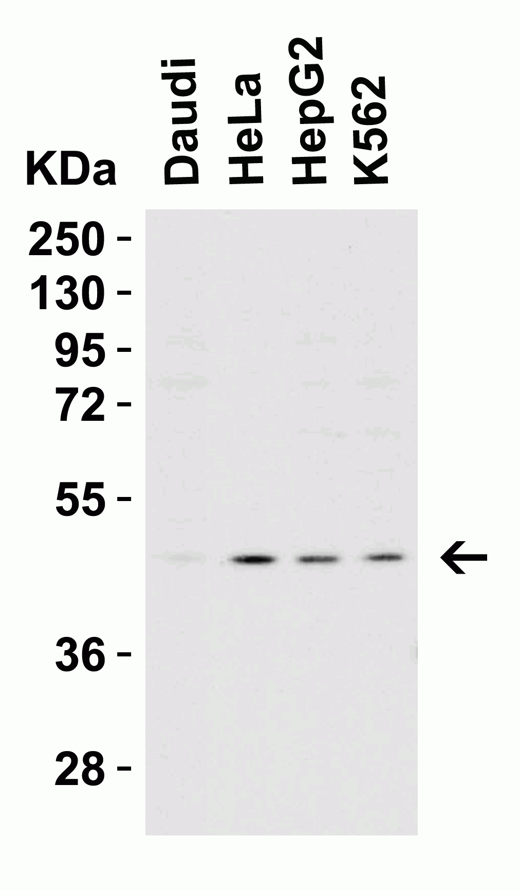 Western blot - Anti-Caspase-9 antibody (AB2013), expandable thumbnail