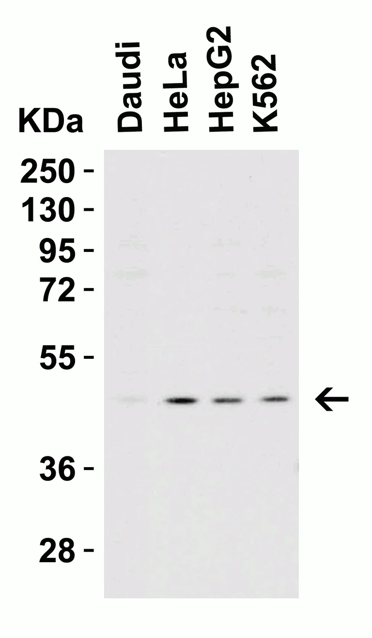 Western blot - Anti-Caspase-9 antibody (AB2013)