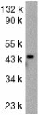 Western blot - Anti-Caspase-9 antibody (AB2013), expandable thumbnail
