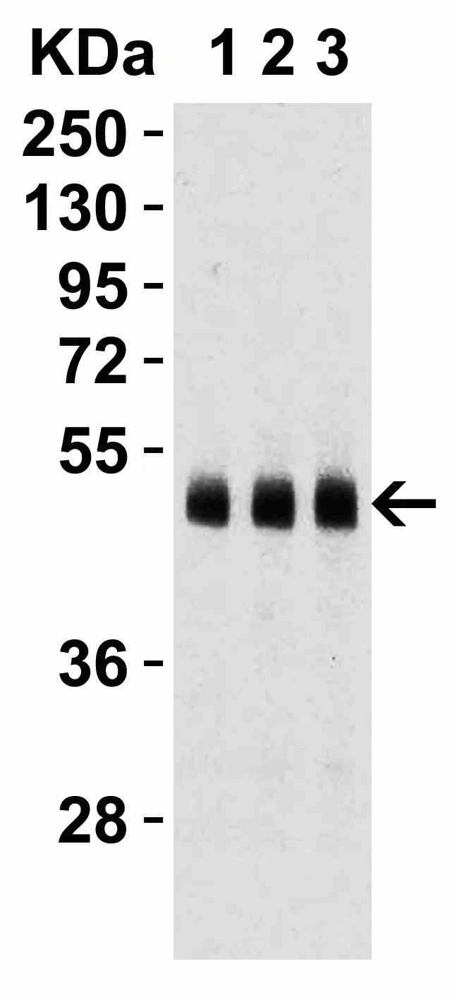 Western blot - Anti-Caspase-9 antibody (AB2013)