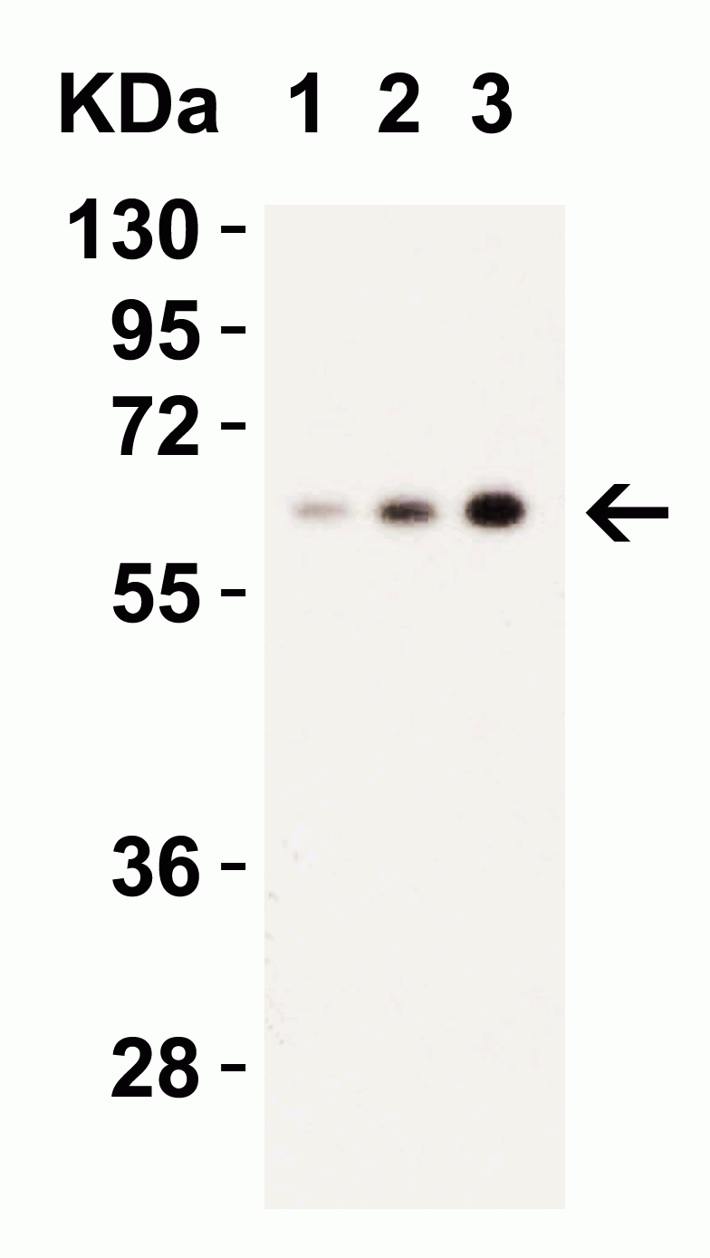 Western blot - Anti-Caspase-9 antibody (AB2013), expandable thumbnail