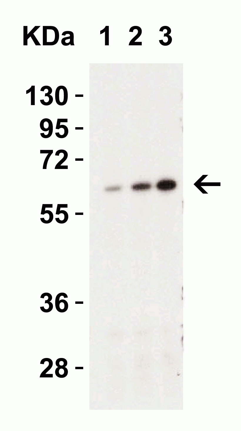 Western blot - Anti-Caspase-9 antibody (AB2013), expandable thumbnail