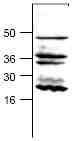 Western blot - Anti-Caspase-9 antibody (AB25758)