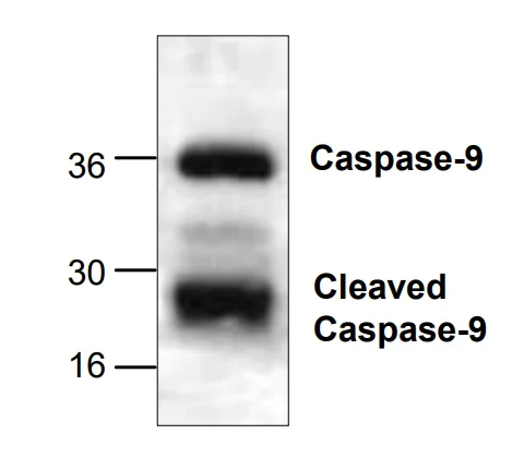 Western blot - Anti-Caspase-9 antibody (AB286147)
