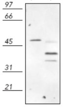 Western blot - Anti-Caspase-9 antibody (AB69514)