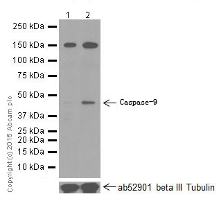 Western blot - Anti-Caspase-9 antibody [E23] (ab32539), expandable thumbnail