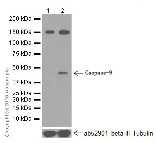 Western blot - Anti-Caspase-9 antibody [E23] (AB32539)