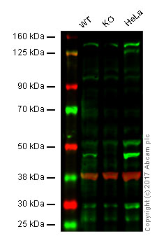 Western blot - Anti-Caspase-9 antibody [E23] (AB32539), expandable thumbnail