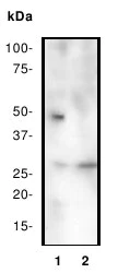 Western blot - Anti-Caspase-9 antibody [E23] (AB32539)