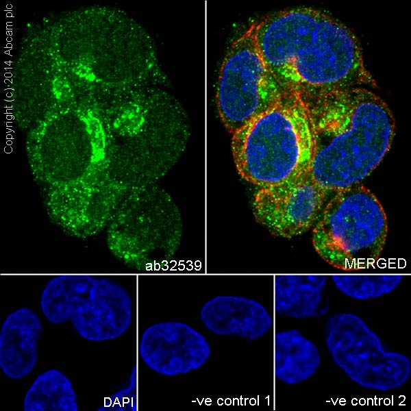 Immunocytochemistry/ Immunofluorescence - Anti-Caspase-9 antibody [E23] - BSA and Azide free (AB219590), expandable thumbnail