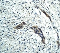 Immunohistochemistry (Formalin/PFA-fixed paraffin-embedded sections) - Anti-Caspase-9 antibody [E23] - BSA and Azide free (ab219590), expandable thumbnail