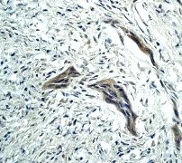 Immunohistochemistry (Formalin/PFA-fixed paraffin-embedded sections) - Anti-Caspase-9 antibody [E23] - BSA and Azide free (AB219590)