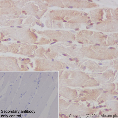 Immunohistochemistry (Formalin/PFA-fixed paraffin-embedded sections) - Anti-Caspase-9 antibody [E23] - BSA and Azide free (AB219590), expandable thumbnail
