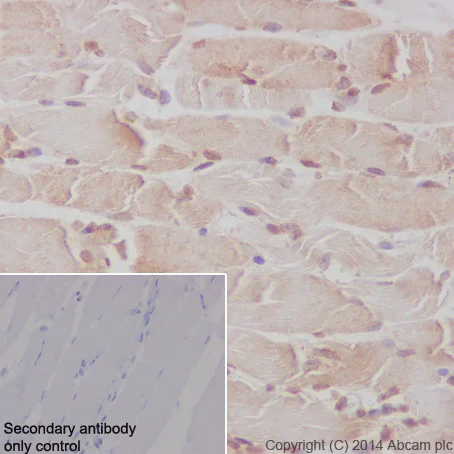 Immunohistochemistry (Formalin/PFA-fixed paraffin-embedded sections) - Anti-Caspase-9 antibody [E23] - BSA and Azide free (AB219590)