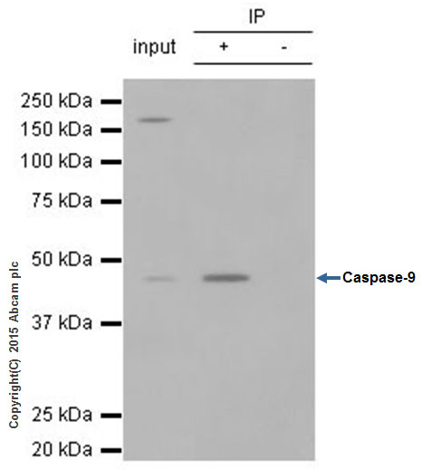 Immunoprecipitation - Anti-Caspase-9 antibody [E23] - BSA and Azide free (AB219590), expandable thumbnail