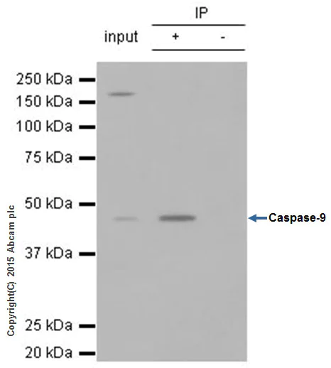 Immunoprecipitation - Anti-Caspase-9 antibody [E23] - BSA and Azide free (AB219590)