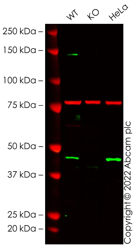 Western blot - Anti-Caspase-9 antibody [E23] - BSA and Azide free (AB219590)