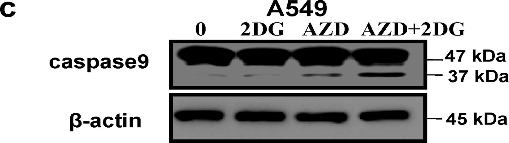 Western blot - Anti-Caspase-9 antibody [E23] - BSA and Azide free (ab219590), expandable thumbnail