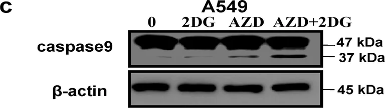 Western blot - Anti-Caspase-9 antibody [E23] - BSA and Azide free (AB219590)