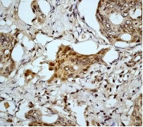 Immunohistochemistry (Formalin/PFA-fixed paraffin-embedded sections) - Anti-Caspase-9 antibody [E84] (AB32068), expandable thumbnail