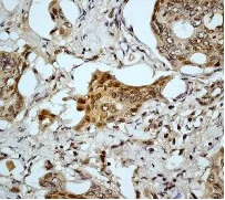 Immunohistochemistry (Formalin/PFA-fixed paraffin-embedded sections) - Anti-Caspase-9 antibody [E84] (AB32068)