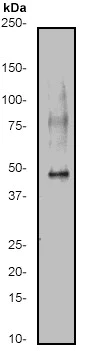 Western blot - Anti-Caspase-9 antibody [E84] (AB32068)