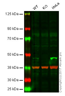 Western blot - Anti-Caspase-9 antibody [E84] (AB32068), expandable thumbnail