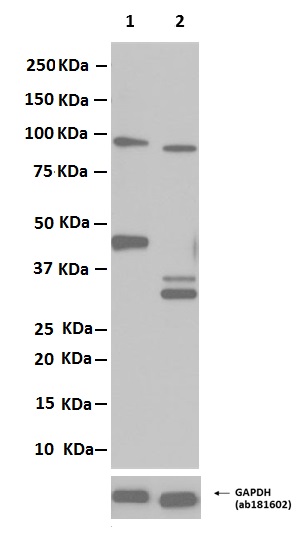 Western blot - Anti-Caspase-9 antibody [E84] (AB32068), expandable thumbnail