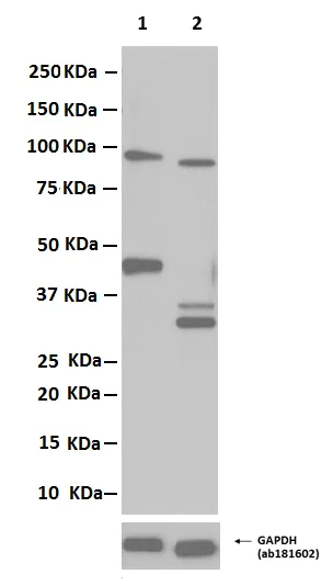 Western blot - Anti-Caspase-9 antibody [E84] - BSA and Azide free (AB247220)
