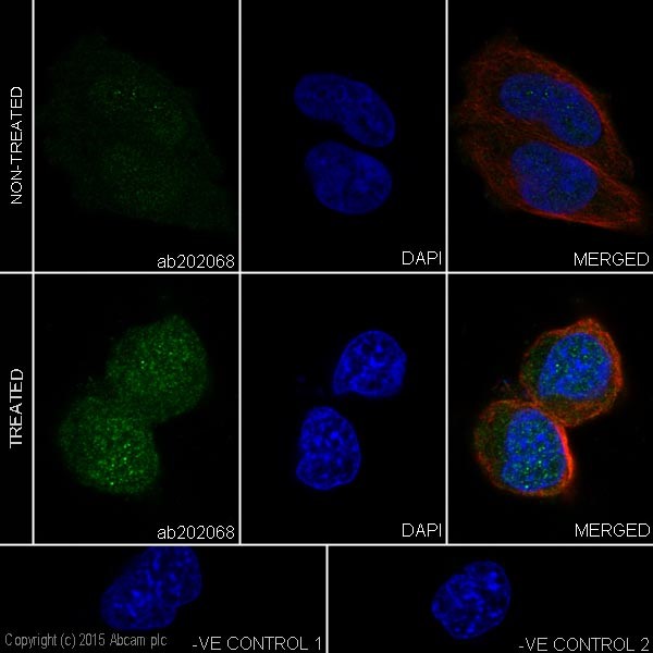 Immunocytochemistry/ Immunofluorescence - Anti-Caspase-9 antibody [EPR18107] (AB202068), expandable thumbnail
