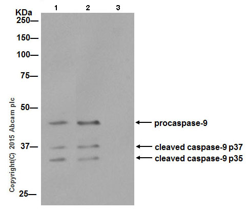 Immunoprecipitation - Anti-Caspase-9 antibody [EPR18107] (ab202068), expandable thumbnail
