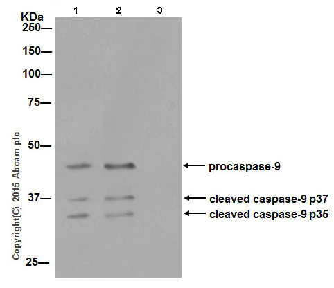 Immunoprecipitation - Anti-Caspase-9 antibody [EPR18107] (AB202068)
