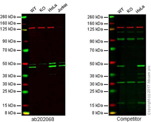 Western blot - Anti-Caspase-9 antibody [EPR18107] (AB202068), expandable thumbnail