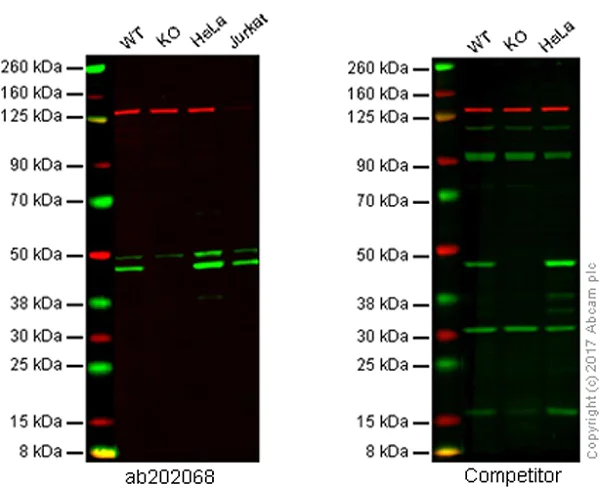 Western blot - Anti-Caspase-9 antibody [EPR18107] (AB202068)