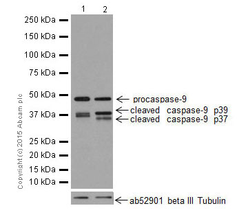 Western blot - Anti-Caspase-9 antibody [EPR18107] (ab202068), expandable thumbnail