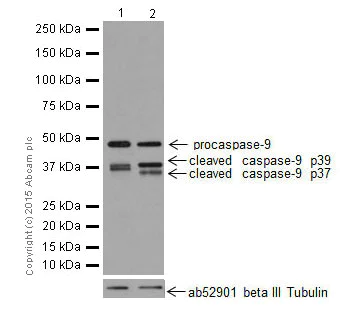 Western blot - Anti-Caspase-9 antibody [EPR18107] (AB202068)