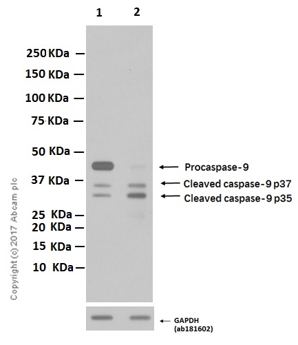 Western blot - Anti-Caspase-9 antibody [EPR18107] (ab202068), expandable thumbnail