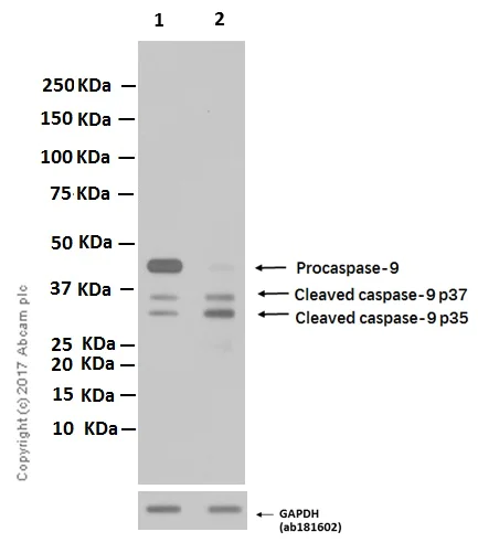Western blot - Anti-Caspase-9 antibody [EPR18107] (AB202068)