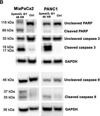 Western blot - Anti-Caspase-9 antibody [EPR18107] (ab202068), expandable thumbnail