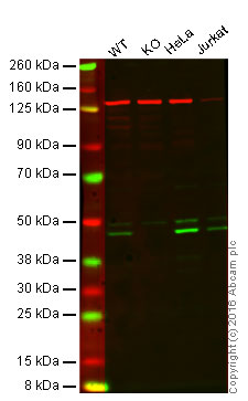 Western blot - Anti-Caspase-9 antibody [EPR18107] (AB202068), expandable thumbnail