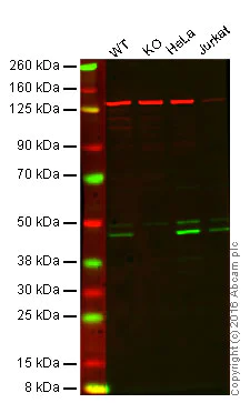 Western blot - Anti-Caspase-9 antibody [EPR18107] (AB202068)