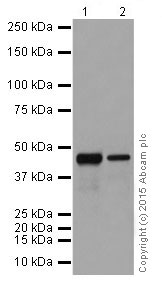 Western blot - Anti-Caspase-9 antibody [EPR18107] (ab202068), expandable thumbnail