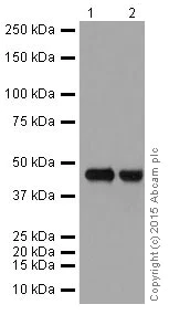 Western blot - Anti-Caspase-9 antibody [EPR18107] (AB202068)