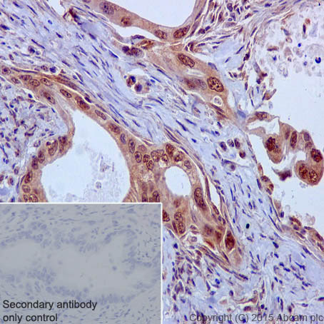 Immunohistochemistry (Formalin/PFA-fixed paraffin-embedded sections) - Anti-Caspase-9 antibody [EPR18107] - BSA and Azide free (AB222231)