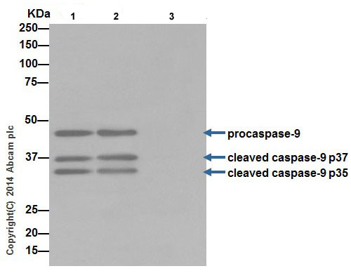 Immunoprecipitation - Anti-Caspase-9 antibody [EPR18108] (AB185719)