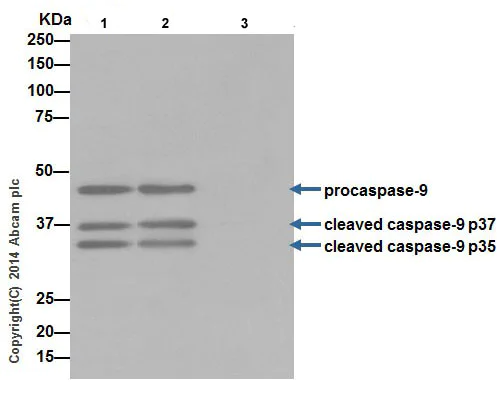 Immunoprecipitation - Anti-Caspase-9 antibody [EPR18108] (AB185719)
