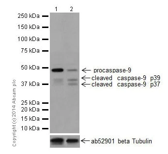 Western blot - Anti-Caspase-9 antibody [EPR18108] (AB185719)