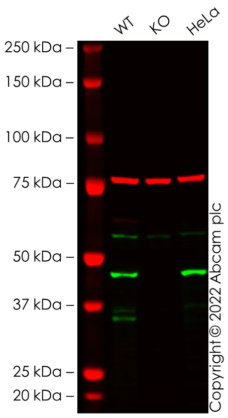 Western blot - Anti-Caspase-9 antibody [EPR18108] (AB185719)
